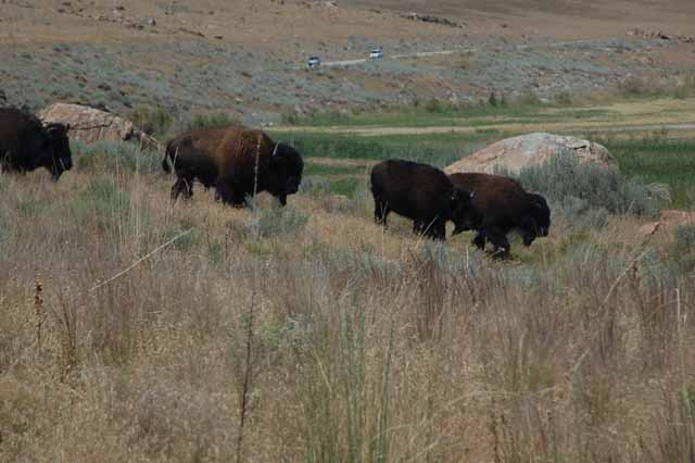 bison on the move